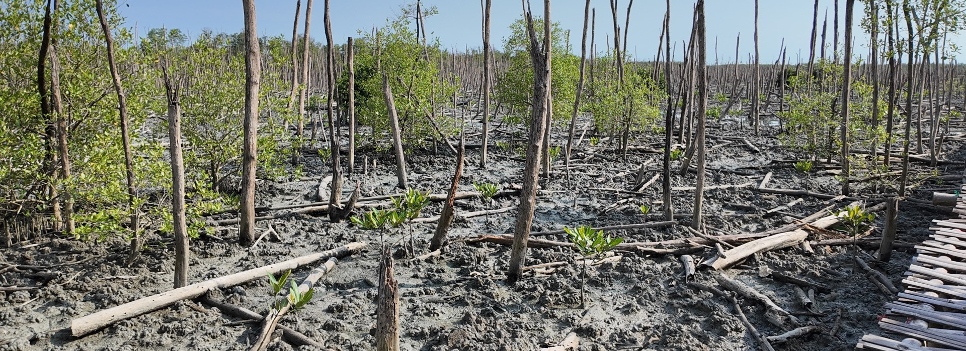 Restoring Nature's Shields: Indonesia's Mangroves and the Path to a Sustainable Future